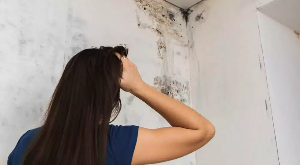 Schimmel op een muur die verwijderd moet worden